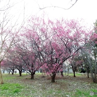 紅梅6