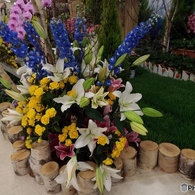 花の展覧会20