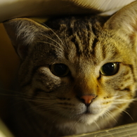 お見送りにゃんこ