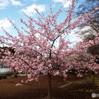 河津桜1