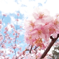 河津桜3