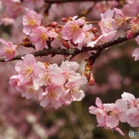 河津桜5