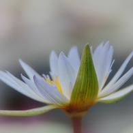 清新
