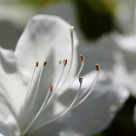 庭の花々