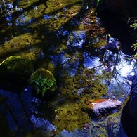 水面