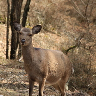 白鳥山で見つけた鹿