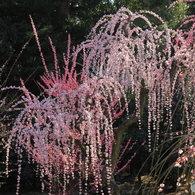 美しき花簪