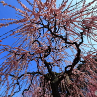 降り注ぐ花