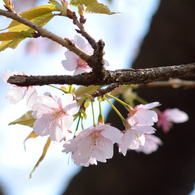桜2_第八小学校
