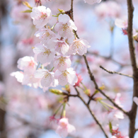 桜3_第八小学校