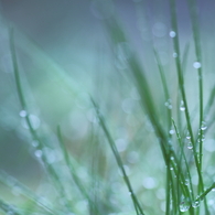 春雨の降る。