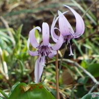 カタクリの花 9