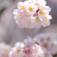 桜花珠