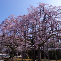 行福寺のしだれ桜