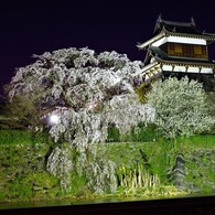 枝垂れ桜 －ライトアップ－
