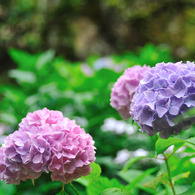 紫陽花