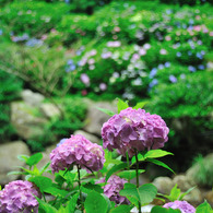 紫陽花