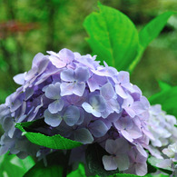 紫陽花