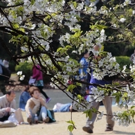 よき日、よき花、よき日ざし