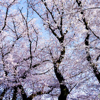春日和・満開の桜