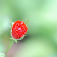 mizutamari  rose