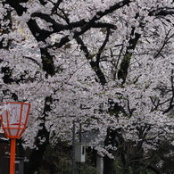 雨でも満開！