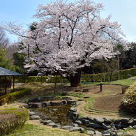 桜_桜花亭_01
