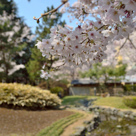 桜_桜花亭_02