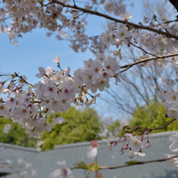 桜_桜花亭_03