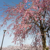 花畑公園の桜3