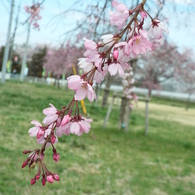 枝垂桜3
