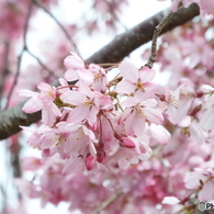 枝垂桜5