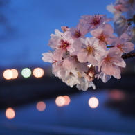 夜桜