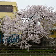桜_野川_02