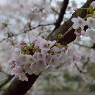 桜_野川_03