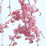 枝垂れ桜1