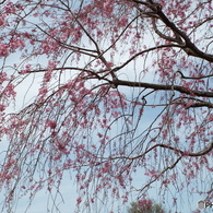 枝垂れ桜2
