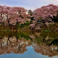 濠桜