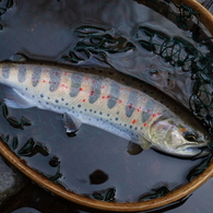 【魚注意】アマゴ1
