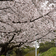 桜の空