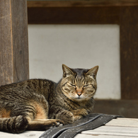 ぽかぽか