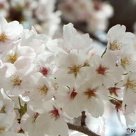 桜3