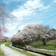桜6