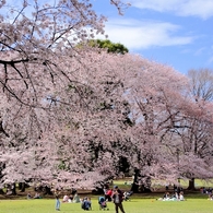 桜饅頭