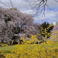 花また花