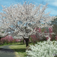 桜＆花桃2