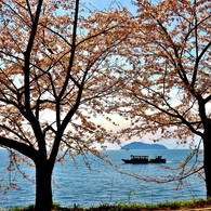 桜木立
