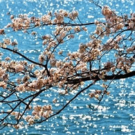 春の煌き
