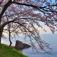 海津大崎の桜