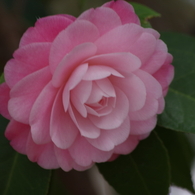 春の花-椿1